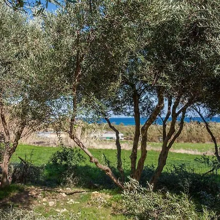 Olive Tree Farm 200m From The