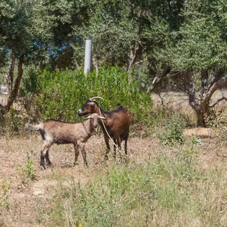 Olive Tree Farm 200m From The Holiday home *