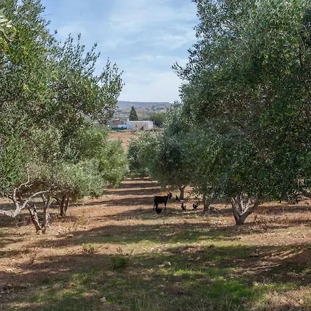 Olive Tree Farm 200m From The Holiday home