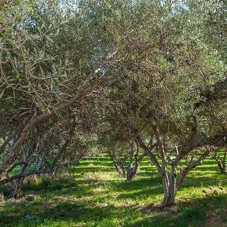 Olive Tree Farm 200m From The * Episkopi-Chania