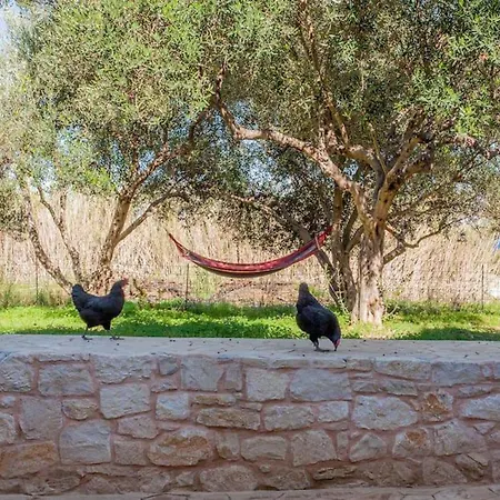 Olive Tree Farm 200m From The *